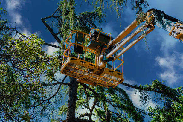 Reliable Blue Ridge, AL Tree Removal Solutions